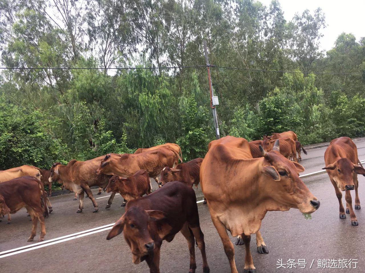 逛海鲜市场买螃蟹,逛市场买海鲜