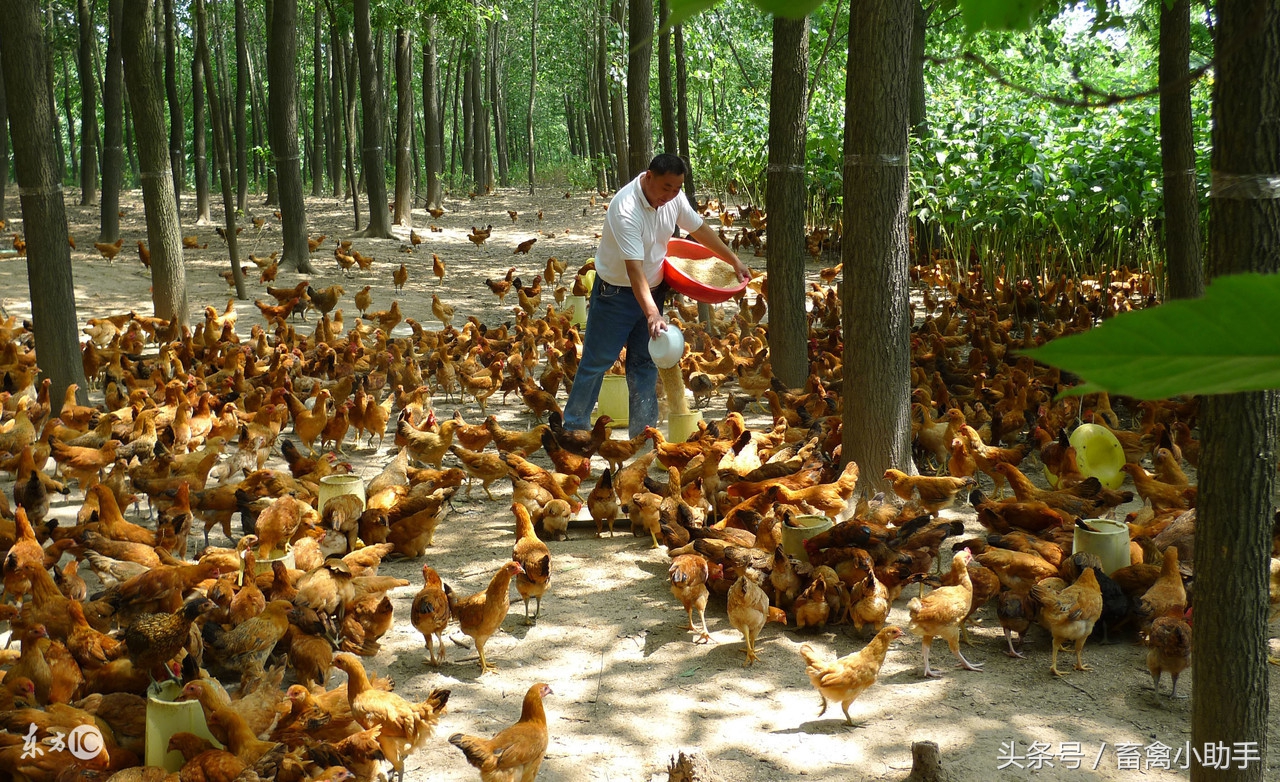 鸡呼吸道疾病需要综合防治