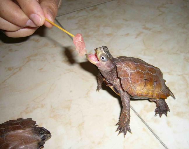 养龟的技巧与注意事项浅水龟,怎么判断乌龟是半水龟还是深水龟