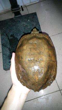 养龟科普视频,养龟新手看过来