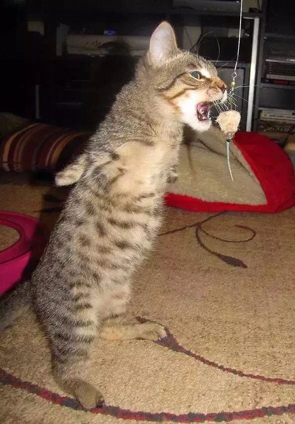 猫咪进化成霸王龙,猫中的霸王龙