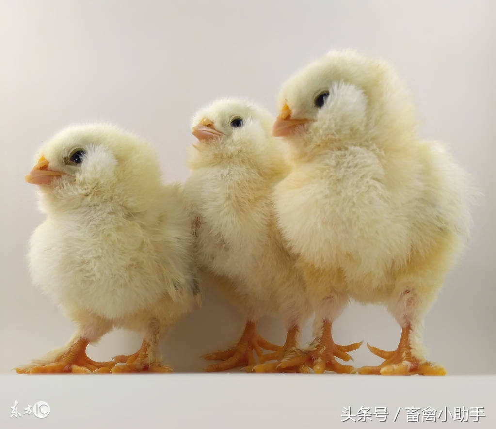 为什么刚到的鸡苗一天要死十多只,鸡苗突然死亡