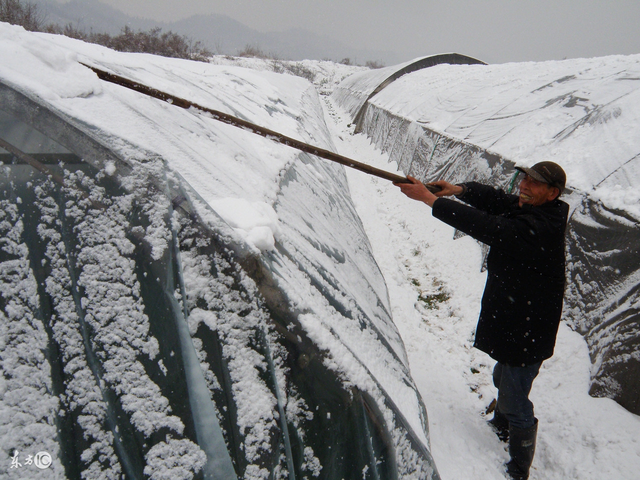大雪来了怎么办,滞销土豆