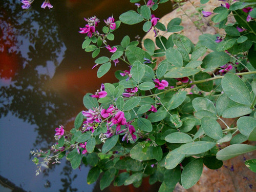 十年前血崩，她说是自己挖这个吃好的，你知道是什么吗？