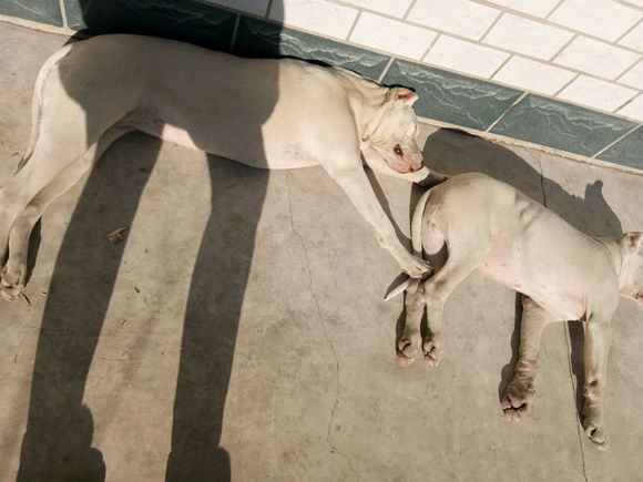 你们一天除了吃就是睡，还能有点别的娱乐项目吗么——杜高吧