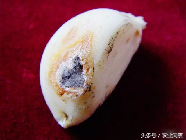 大蒜种植技术与病虫害防治,大蒜的全程种植管理及病虫害防治