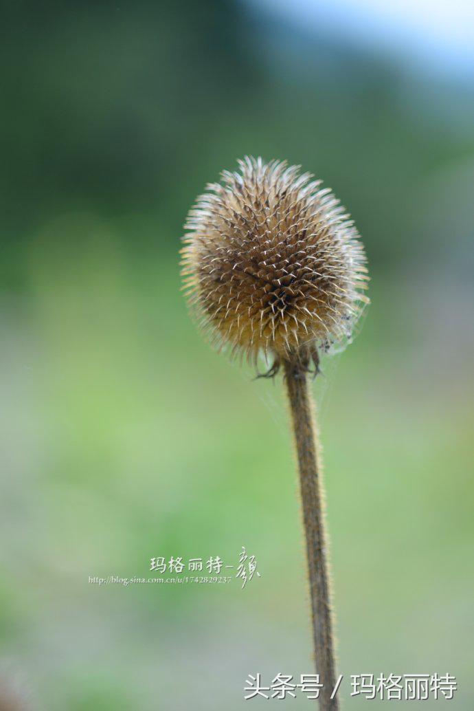 植物笔记解读视频,植物笔记关于花