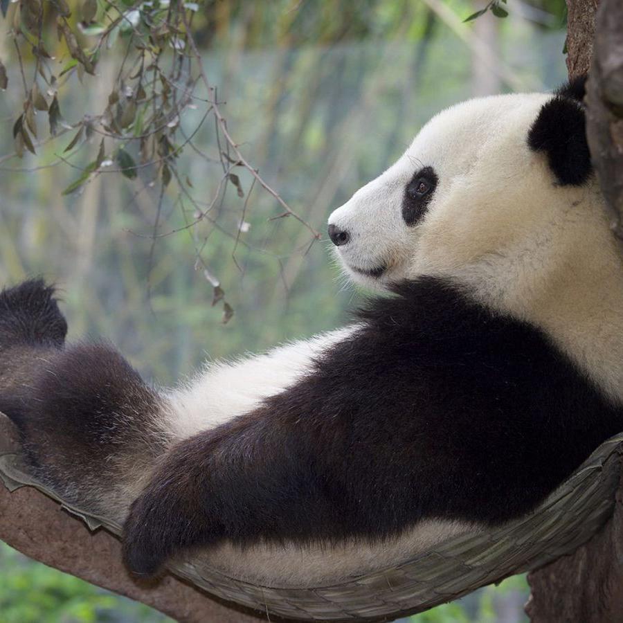 大熊猫吃羊怎么处理,野生大熊猫被什么动物吃了