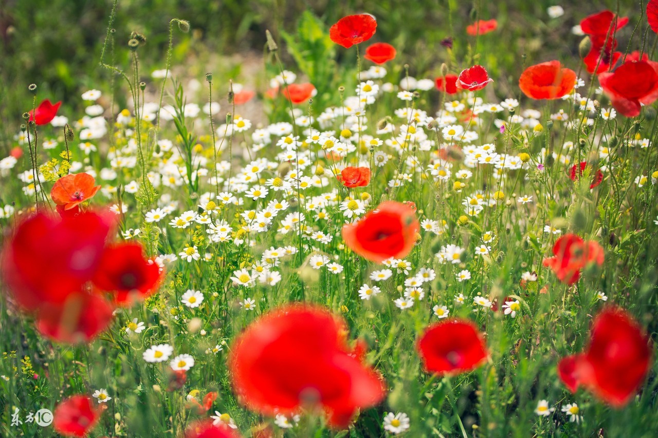 金三角的三绝：*粟罂**、和尚、人妖