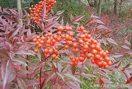 家里盆栽有这几样的赶紧扔掉,盆栽哪些绿植有毒性大