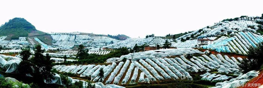 红美人柑橘和沃柑哪个品种更甜,这几年比较火的柑橘品种