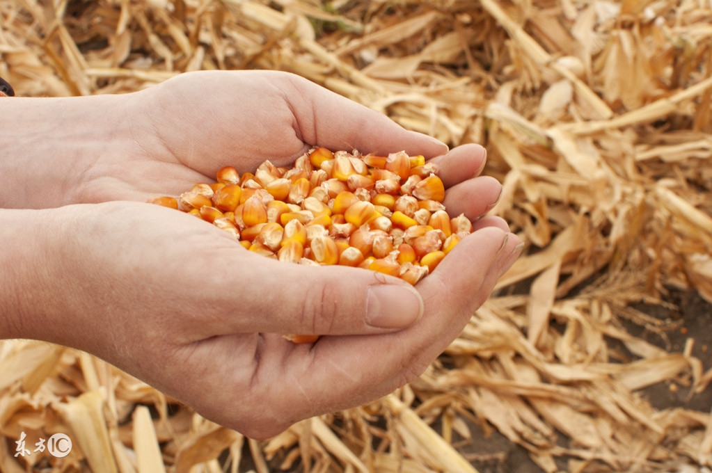 买玉米种子别被这些花样给套路了,购买玉米种避免踩的坑