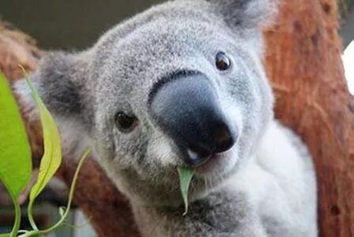 告诉你个小秘密：小考拉领结婚证啦（晚点遇见你，余生都是你）