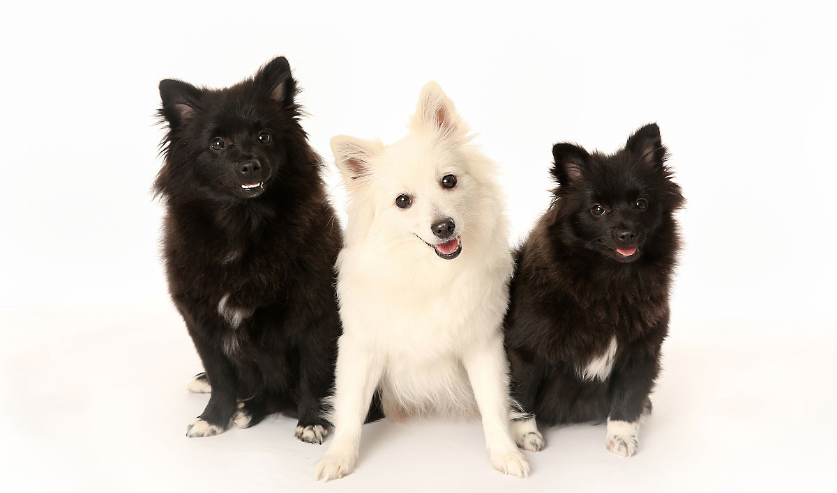 意大利犬种有哪些,意大利有什么犬种