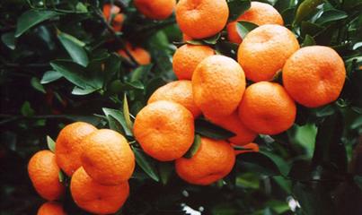 涌泉蜜桔如何防止病虫害,蜜桔的主要病虫害的图片