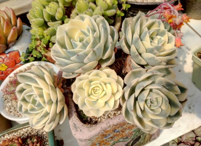 多肉出锦和缀化是什么意思,富士和玉蝶锦哪个好