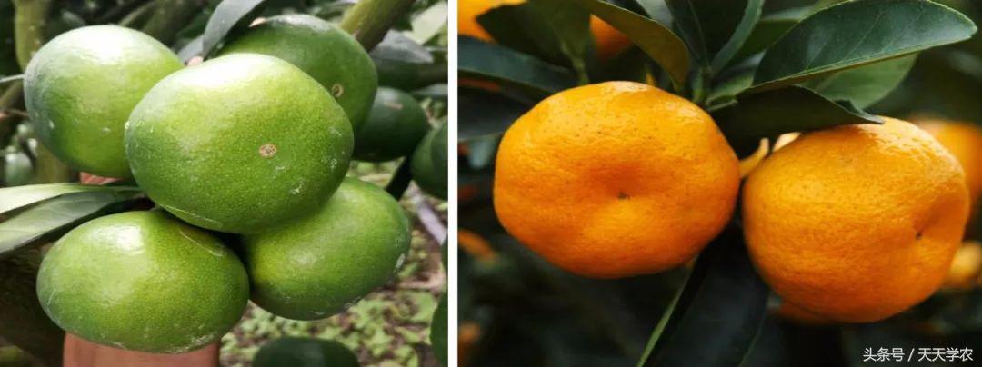 红美人柑橘和沃柑哪个品种更甜,这几年比较火的柑橘品种
