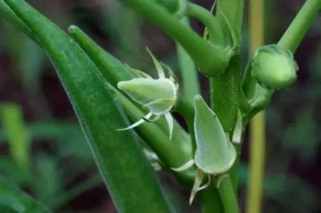 秋葵有哪些功效和副作用,蒸秋葵的做法及功效与作用