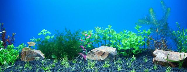 水草缸内怎样防治藻类生长,水草缸的藻类需要处理吗