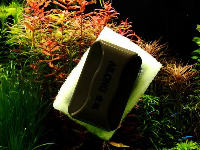 水草缸内怎样防治藻类生长,水草缸的藻类需要处理吗