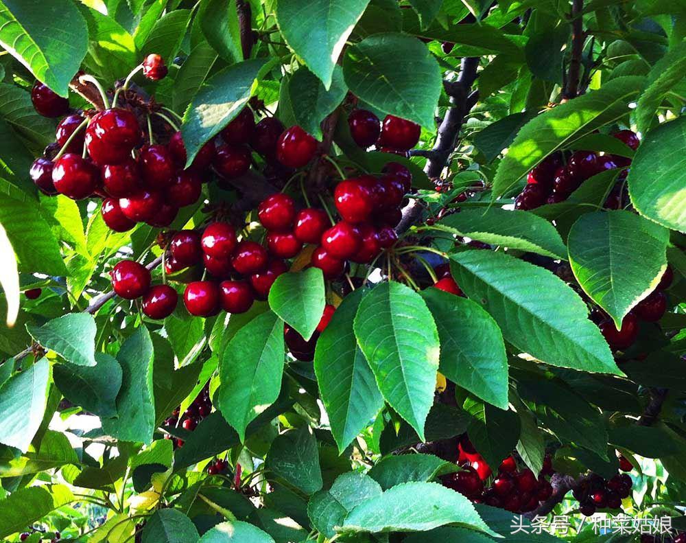 樱桃树怎么种长的樱桃好吃,樱桃好吃树难栽创作