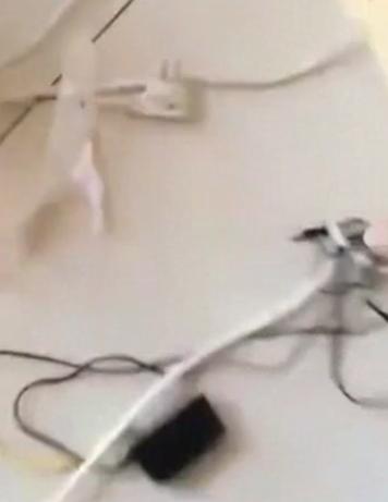 当金毛和柯基同时奔向主人,金毛对柯基狂叫被主人一顿教训