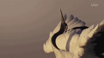 一部国产纪录片弹幕居然全是哈哈哈哈哈哈哈