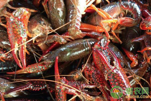 小龙虾养殖如何防病虫害,小龙虾养殖四月注意事项