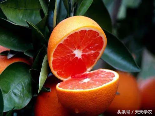 红美人柑橘和沃柑哪个品种更甜,这几年比较火的柑橘品种