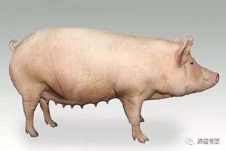 母猪产弱胎的原因,母猪滑胎最有效的治疗方法