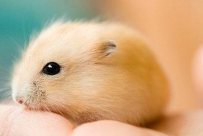 仓鼠饲养八大禁忌仓鼠能活多久,萌新养仓鼠注意事项