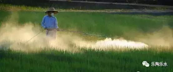 只有绿叶菜容易农药残留？你太天真了！