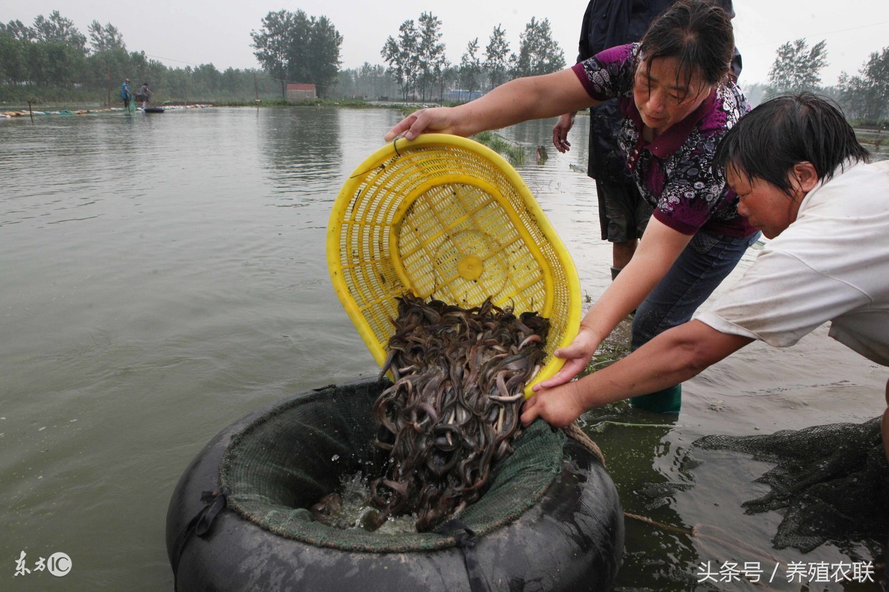 泥鳅养殖条件及注意事项,泥鳅养殖技术要注意什么