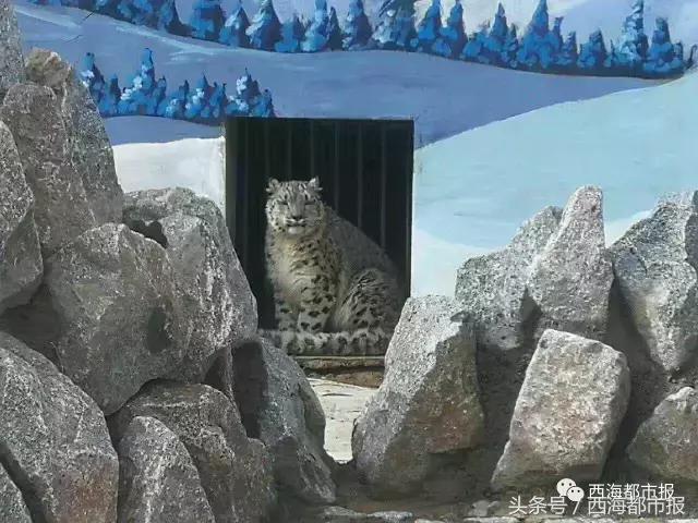 青海最惹眼的“尕网红”！“单挑哥”“白娘子”“老哇爷”