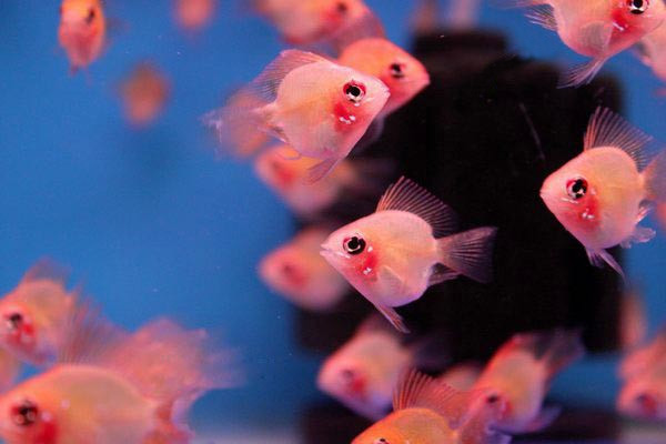 金波子鱼越养越红,金波子鱼观赏