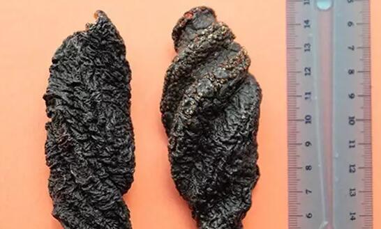 海参也有很多种,全世界所有可以吃的海参