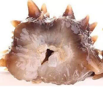 带您了解世界海参,你知道全球有多少种鲨鱼吗