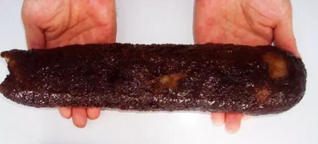 带您了解世界海参,你知道全球有多少种鲨鱼吗