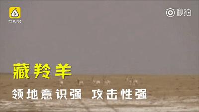 青海最惹眼的“尕网红”!“单挑哥”“白娘子”“老哇爷”