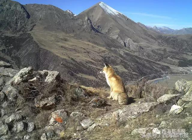 青海最惹眼的“尕网红”!“单挑哥”“白娘子”“老哇爷”