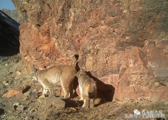 青海最惹眼的“尕网红”!“单挑哥”“白娘子”“老哇爷”