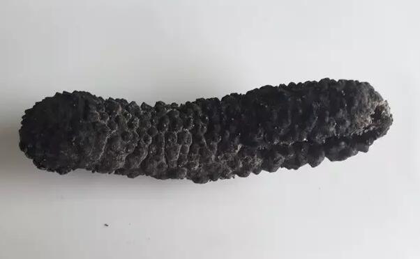 带您了解世界海参,你知道全球有多少种鲨鱼吗