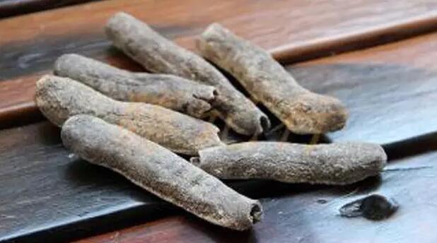 海参有上千种都是一样的吗,全世界海参有多少品种