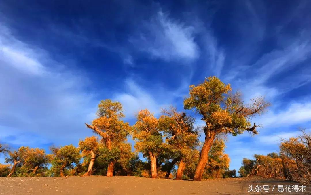 凉州词王之涣台词,王之涣凉州词简介