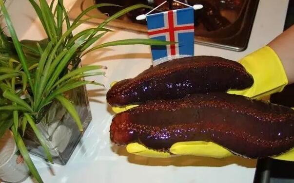 海参也有很多种,全世界所有可以吃的海参