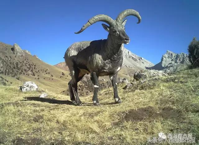 青海最惹眼的“尕网红”!“单挑哥”“白娘子”“老哇爷”