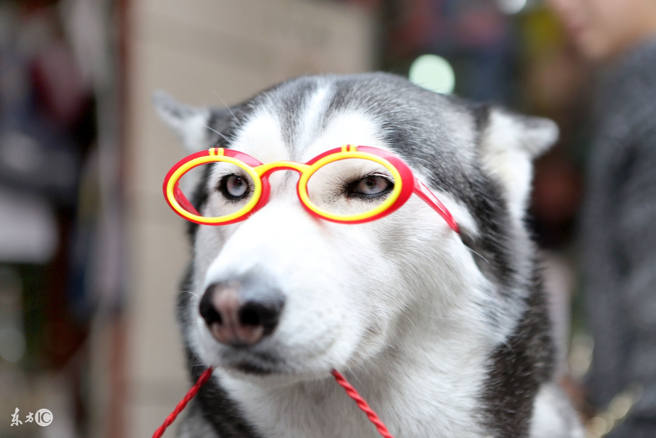 创业不能太理想主义,深情狗爸爸再谈宠物经济泪洒现场