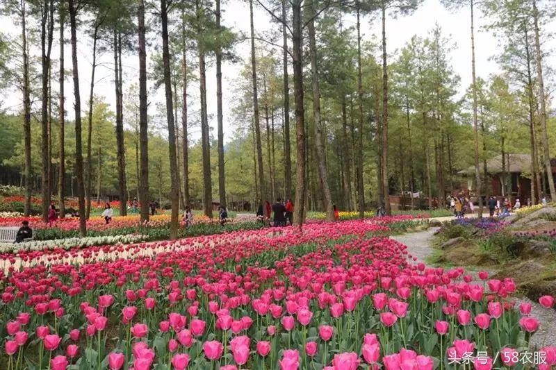 旅游+扶贫，榨菜之乡走出致富新路径！