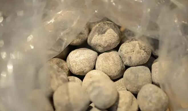 带您了解世界海参,你知道全球有多少种鲨鱼吗