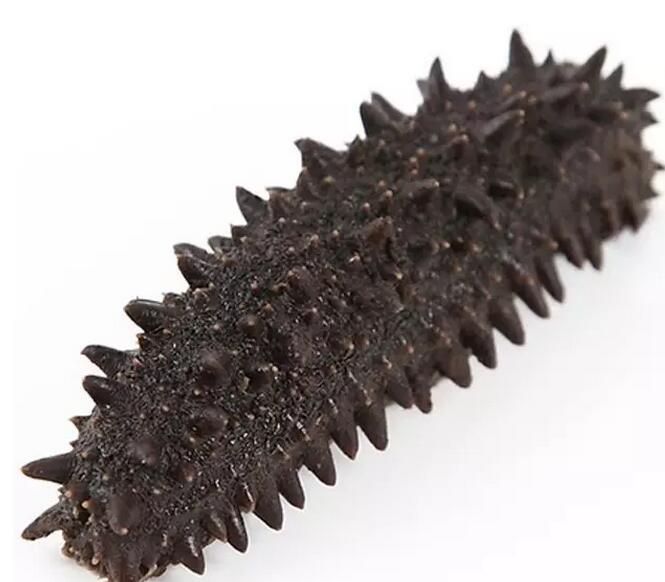 带您了解世界海参,你知道全球有多少种鲨鱼吗